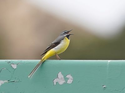 Grote Gele Kwikstaart / Grey Wagtail