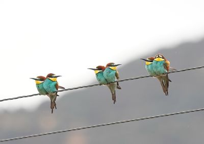 Bijeneter / European Bee-eater