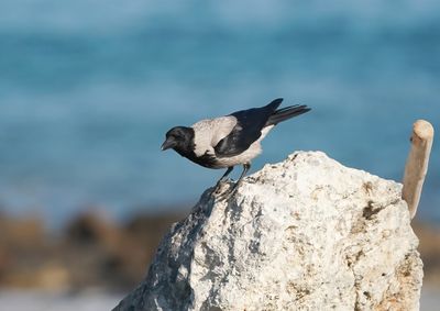 Bonte Kraai / Hooded Crow