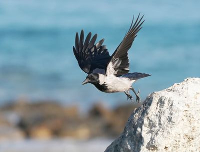 Bonte Kraai / Hooded Crow