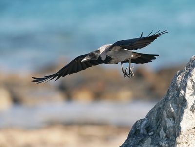 Bonte Kraai / Hooded Crow