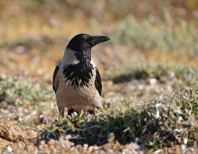 Bonte Kraai / Hooded Crow