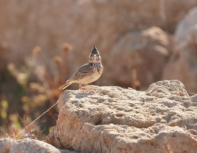 Kuifleeuwerik / Crested Lark