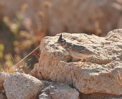 Kuifleeuwerik / Crested Lark