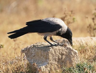 Bonte Kraai / Hooded Crow