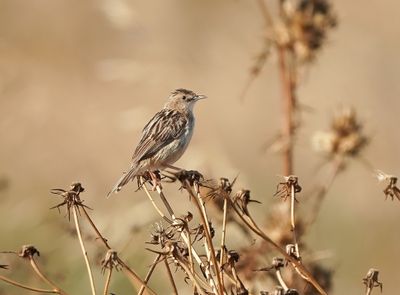 :: Graszanger / Zitting Cisticola ::