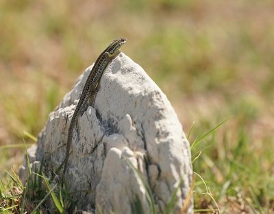 Slangooghagedis / Snake-eyed Lizard