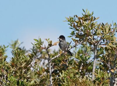 Cyprusgrasmus / Cyprus Warbler