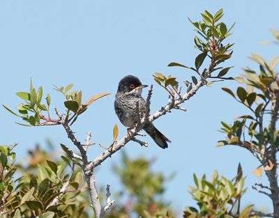 Cyprusgrasmus / Cyprus Warbler