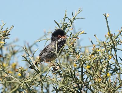 :: Cyprusgrasmus / Cyprus Warbler ::