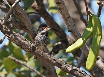 Cyprusgrasmus / Cyprus Warbler