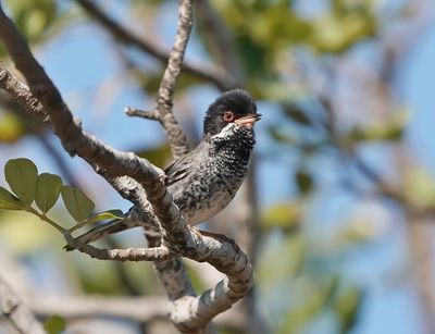 Cyprusgrasmus / Cyprus Warbler