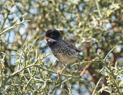 Cyprusgrasmus / Cyprus Warbler