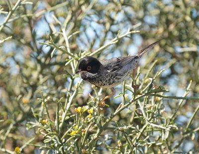 Cyprusgrasmus / Cyprus Warbler
