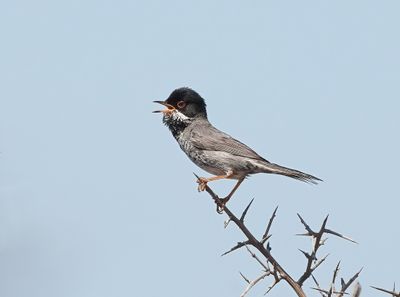 Cyprusgrasmus / Cyprus Warbler