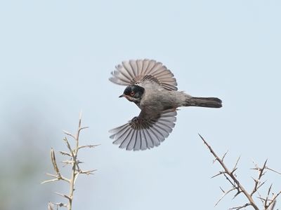 Cyprusgrasmus / Cyprus Warbler
