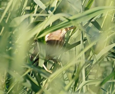 Woudaapje / Little Bittern
