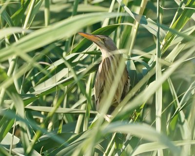 Woudaapje / Little Bittern