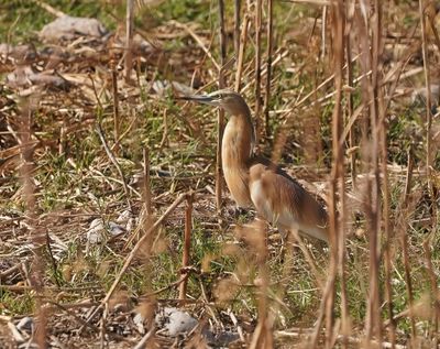 Ralreiger / Squacco Heron
