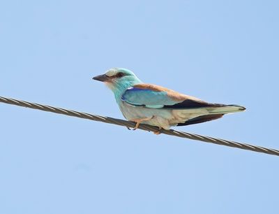 Scharrelaar / European Roller