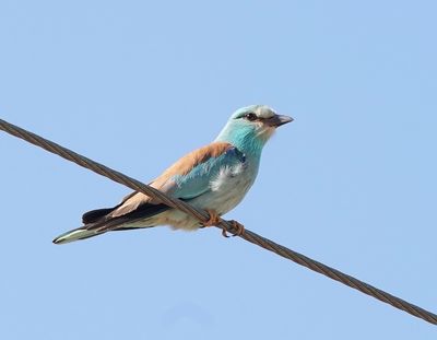 Scharrelaar / European Roller