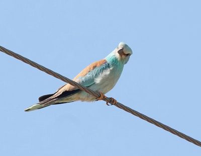Scharrelaar / European Roller