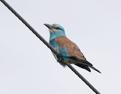 Scharrelaar / European Roller