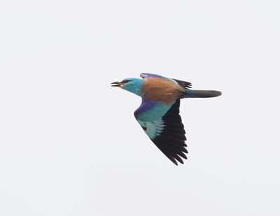 Scharrelaar / European Roller