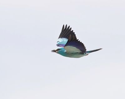 Scharrelaar / European Roller