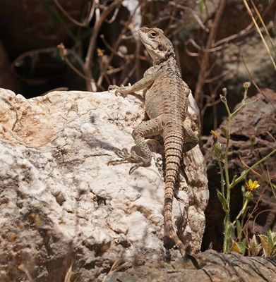 Cyprus Rotsagama / Cyprus Rock Agama