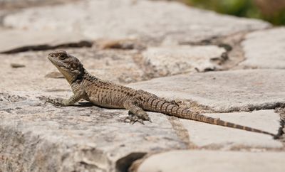 Cyprus Rotsagama / Cyprus Rock Agama