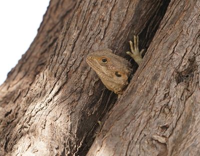 Cyprus Rotsagama / Cyprus Rock Agama