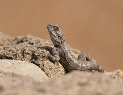 :: Cyprus Rotsagama / Cyprus Rock Agama ::