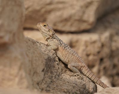 Cyprus Rotsagama / Cyprus Rock Agama