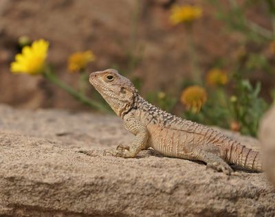 Cyprus Rotsagama / Cyprus Rock Agama