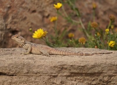 Cyprus Rotsagama / Cyprus Rock Agama
