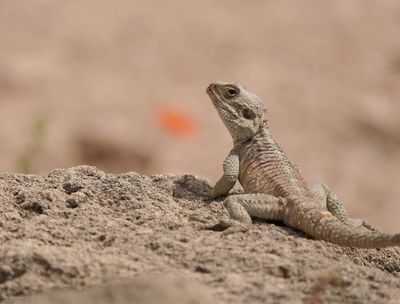 Cyprus Rotsagama / Cyprus Rock Agama