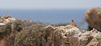 Cyprus Rotsagama / Cyprus Rock Agama