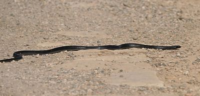Zwarte Pijlslang / Black Whipsnake