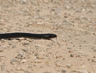 Zwarte Pijlslang / Black Whipsnake