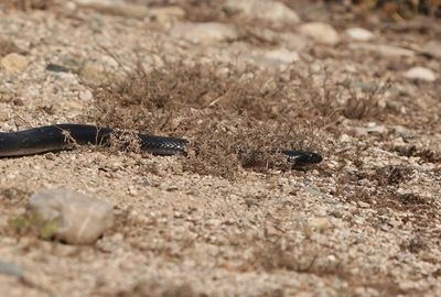Zwarte Pijlslang / Black Whipsnake