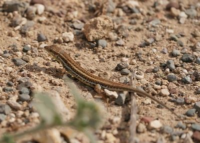 :: Slangooghagedis / Snake-eyed Lizard ::