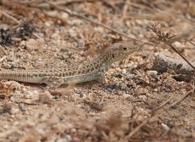 Schreibers Franjeteenhagedis / Schreiber's Fringe-fingered Lizard