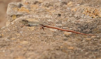Schreibers Franjeteenhagedis / Schreiber's Fringe-fingered Lizard