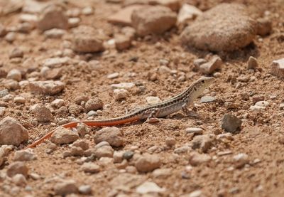 Schreibers Franjeteenhagedis / Schreiber's Fringe-fingered Lizard