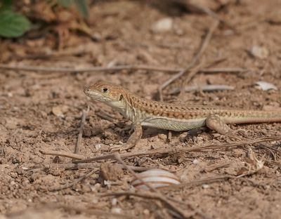 Schreibers Franjeteenhagedis / Schreiber's Fringe-fingered Lizard