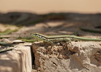 Troödoshagedis / Troodos Rock Lizard