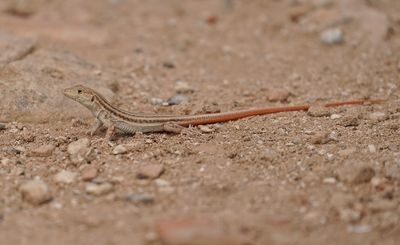 Schreibers Franjeteenhagedis / Schreiber's Fringe-fingered Lizard