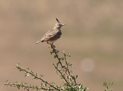 Kuifleeuwerik / Crested Lark