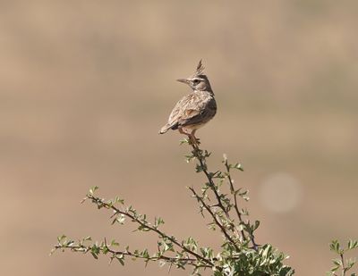 Kuifleeuwerik / Crested Lark